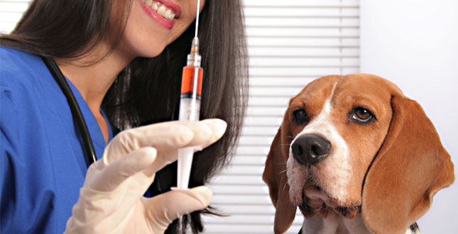 Міська влада нагадує про важливість вакцинації домашніх тварин від сказу